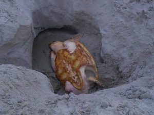 A Loggerhead Sea Turtle fell into a hole on the beach and had to be rescued by a local Sea Turtle Patrol.